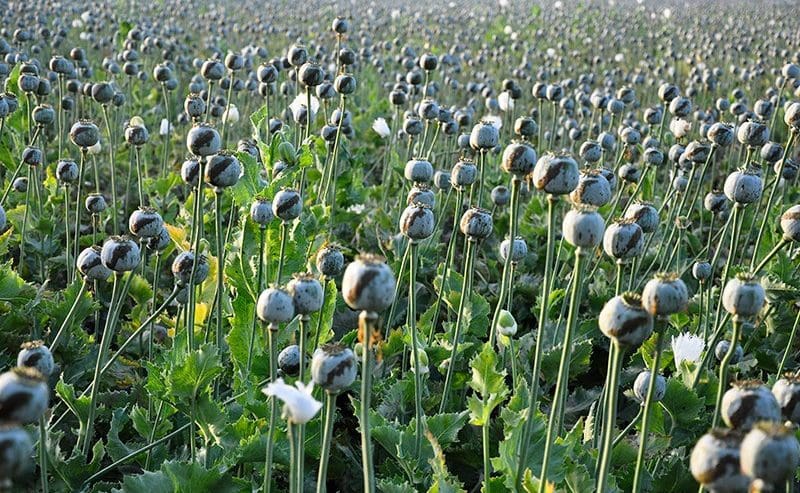 Heroin Poppies a Growing Problem in Afghanistan